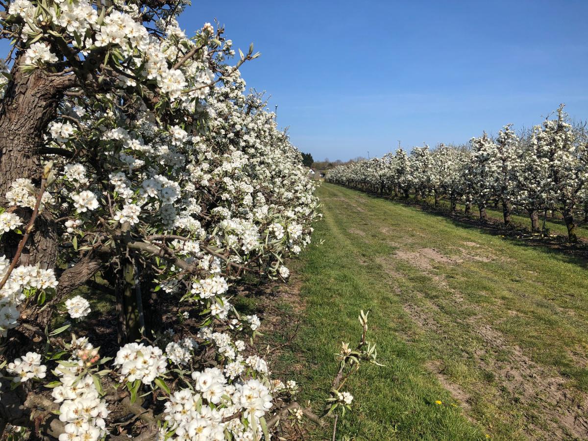 Pruimenbloesem Pruimenbloesem