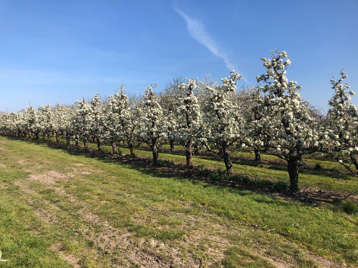 Pruimenbloesem Pruimenbloesem