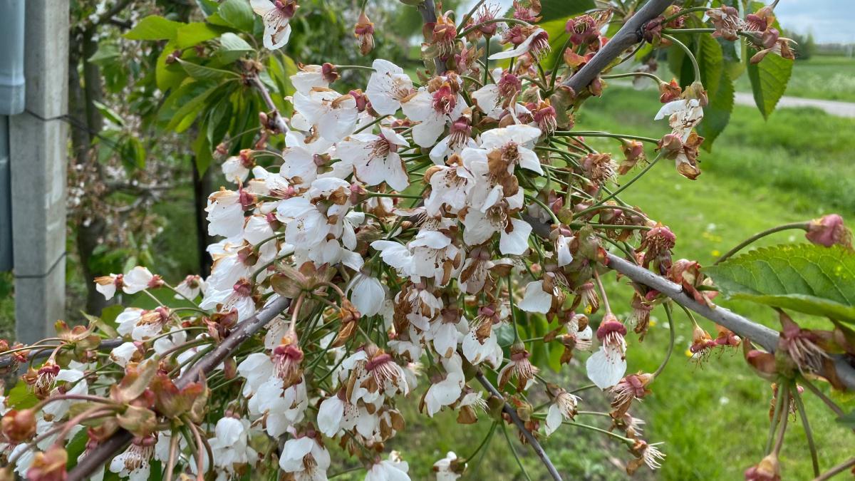Laatste kersen- en appelbloesem in bloei