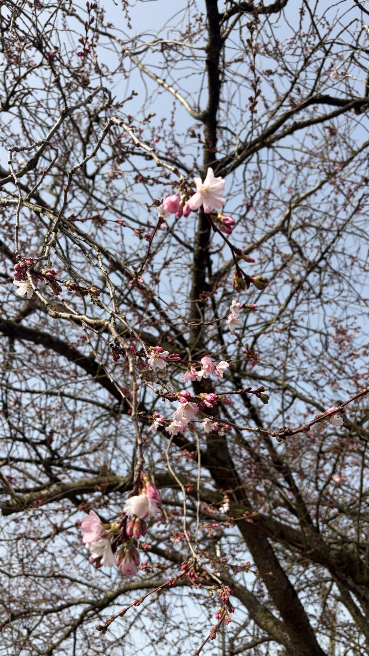Eerste (sier)bloesem gespot!🌸