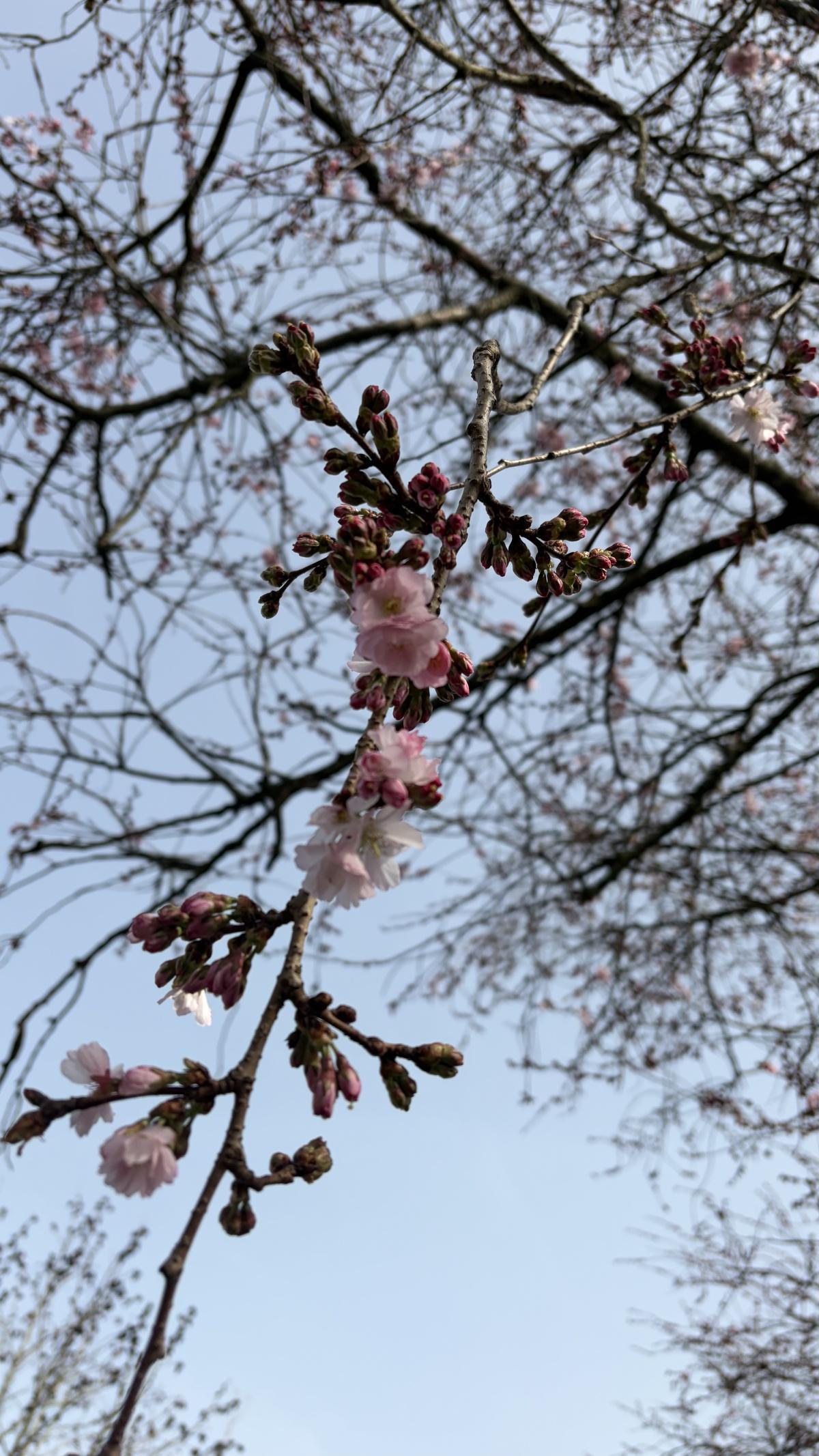 Eerste (sier)bloesem gespot!🌸 Eerste (sier)bloesem gespot!🌸