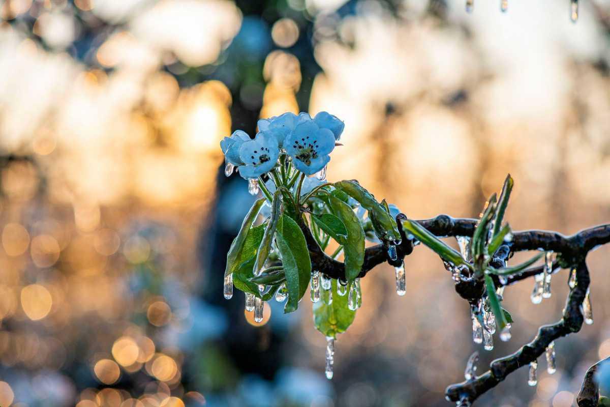 Weetje: bloesem beschermen tegen nachtvorst🥶