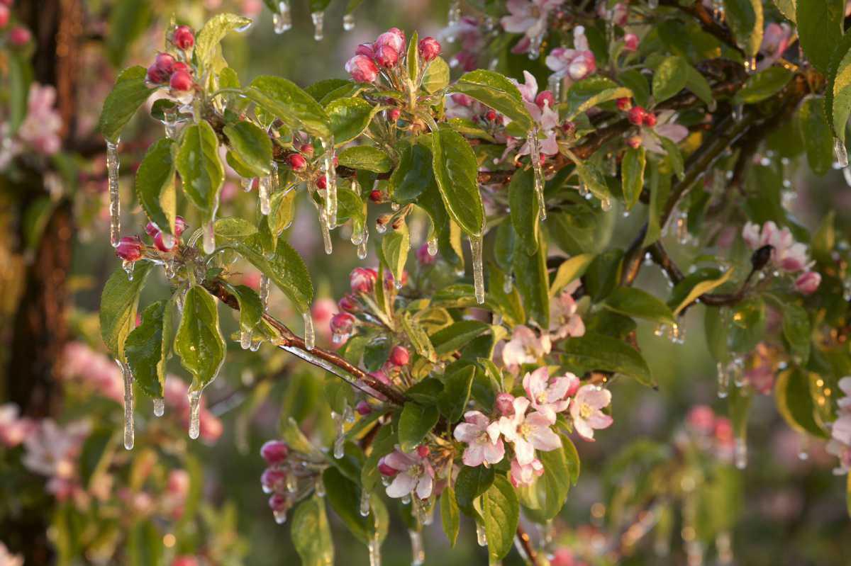Weetje: bloesem beschermen tegen nachtvorst🥶 Weetje: bloesem beschermen tegen nachtvorst🥶