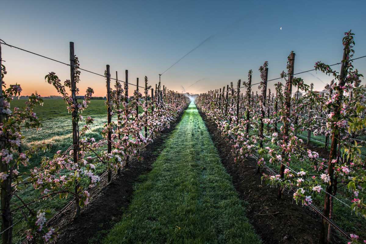 Weetje: bloesem beschermen tegen nachtvorst🥶 Weetje: bloesem beschermen tegen nachtvorst🥶