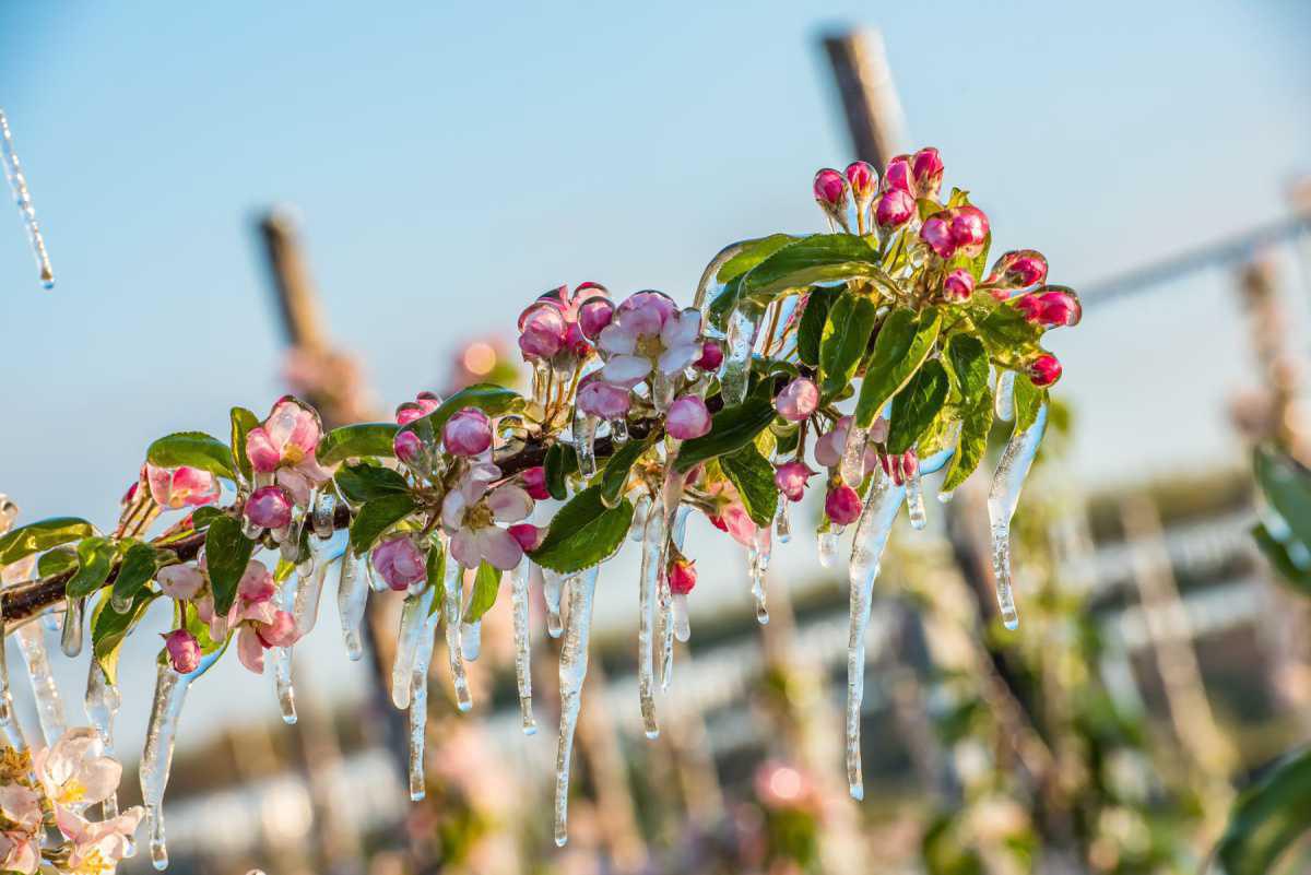 Weetje: bloesem beschermen tegen nachtvorst🥶