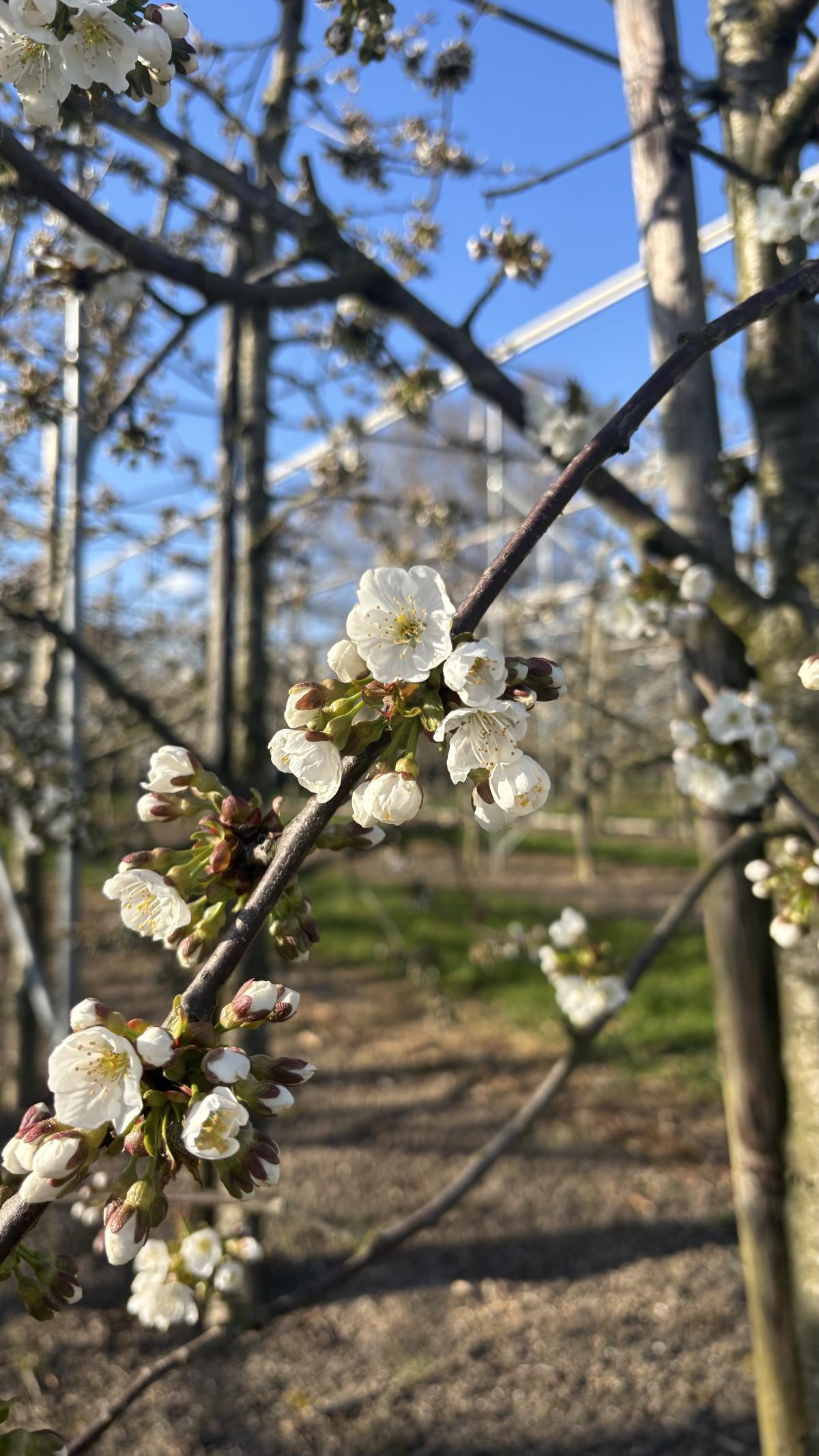 Live uit de kersenboomgaard (met video) Live uit de kersenboomgaard (met video)
