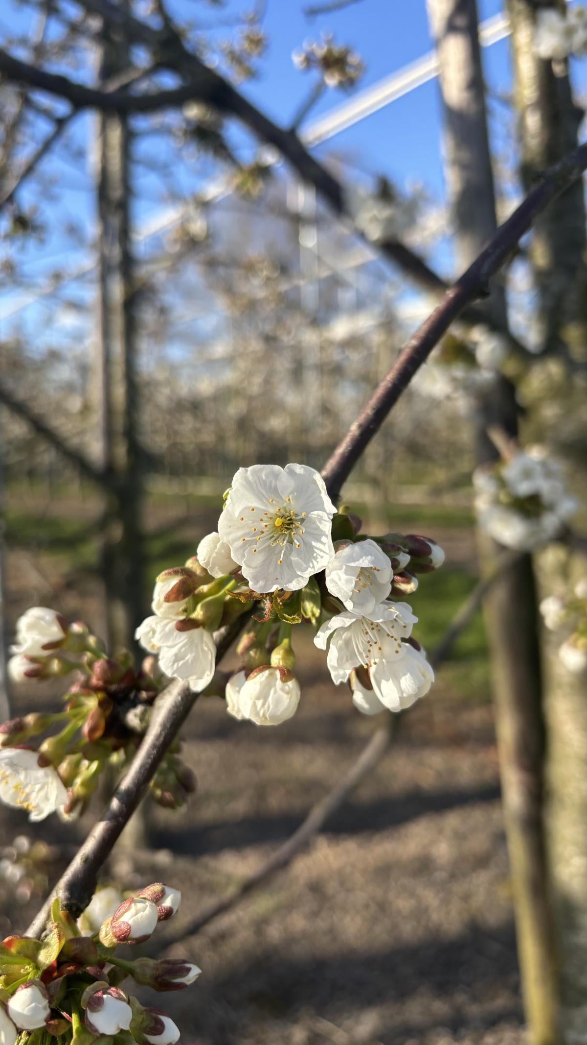 Live uit de kersenboomgaard (met video) Live uit de kersenboomgaard (met video)