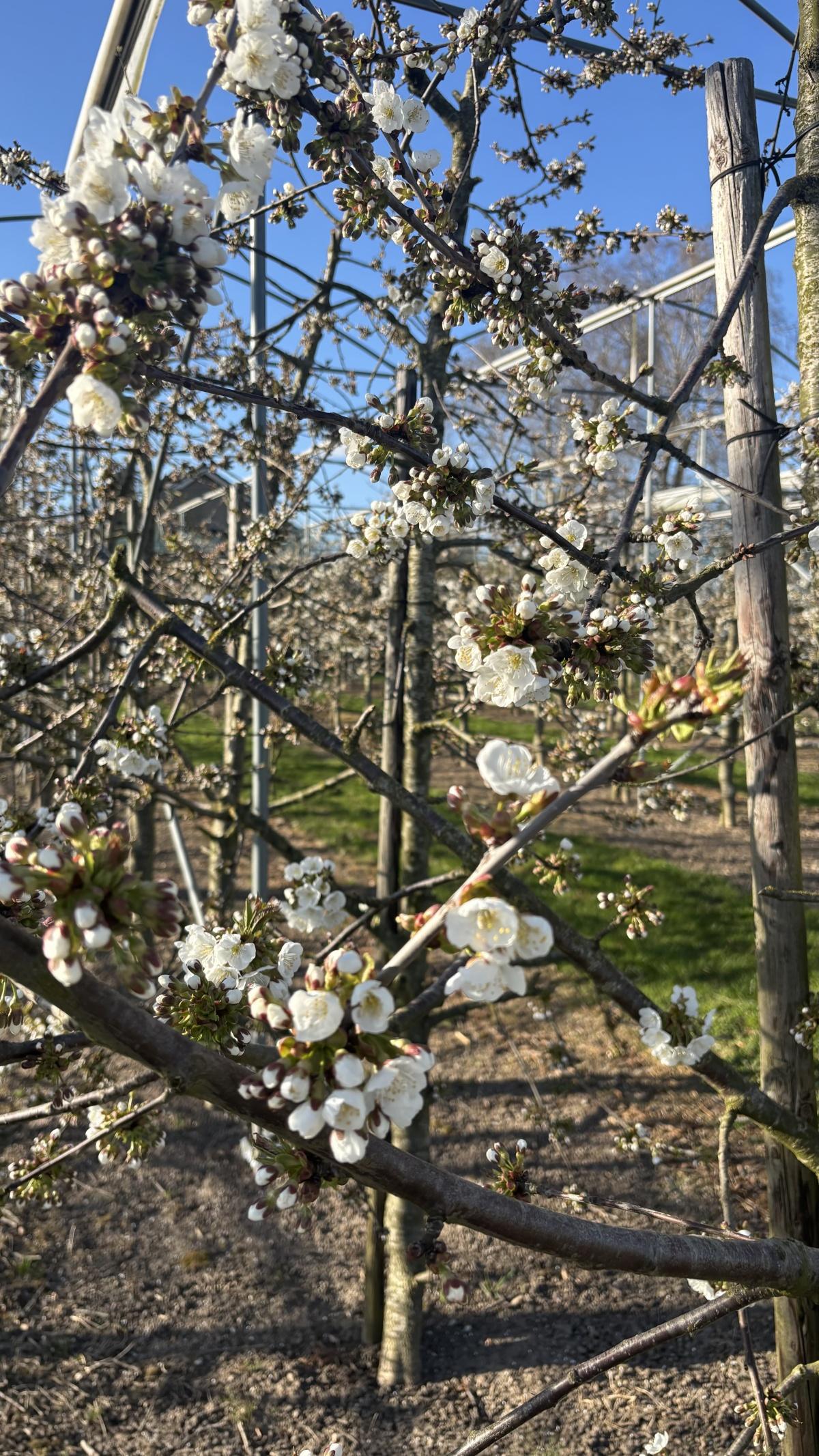 Live uit de kersenboomgaard (met video) Live uit de kersenboomgaard (met video)