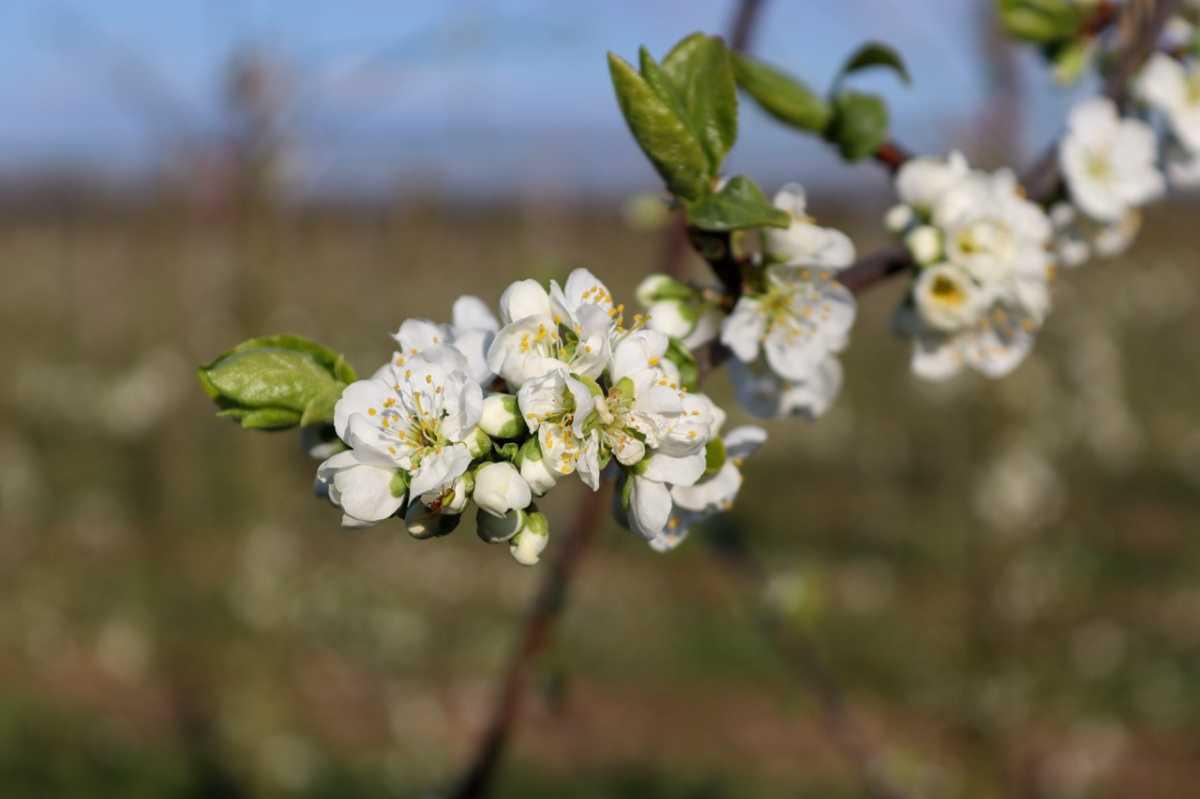 Update uit de boomgaard 🌸 Update uit de boomgaard 🌸