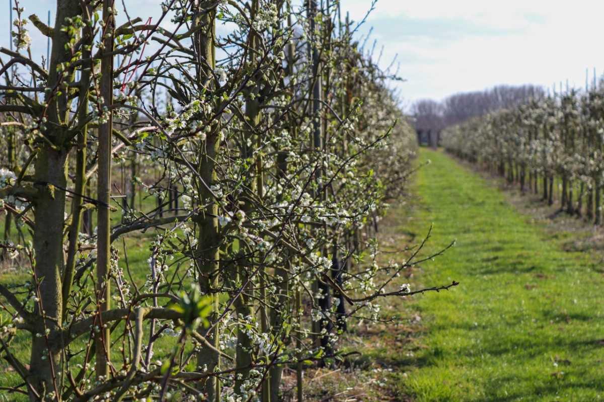 Update uit de boomgaard 🌸 Update uit de boomgaard 🌸