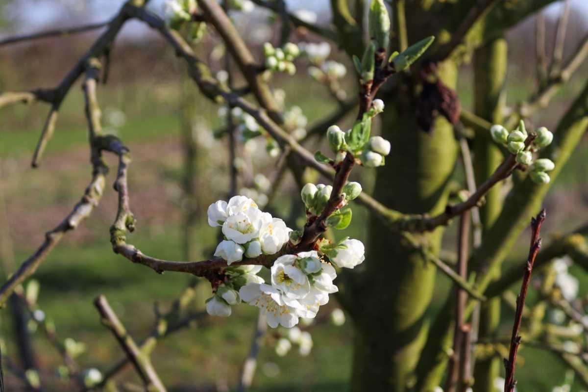 Update uit de boomgaard 🌸 Update uit de boomgaard 🌸