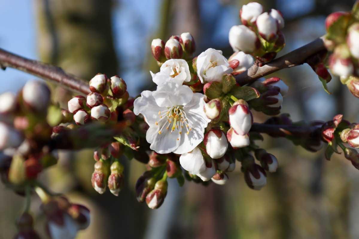 Update uit de boomgaard 🌸 Update uit de boomgaard 🌸