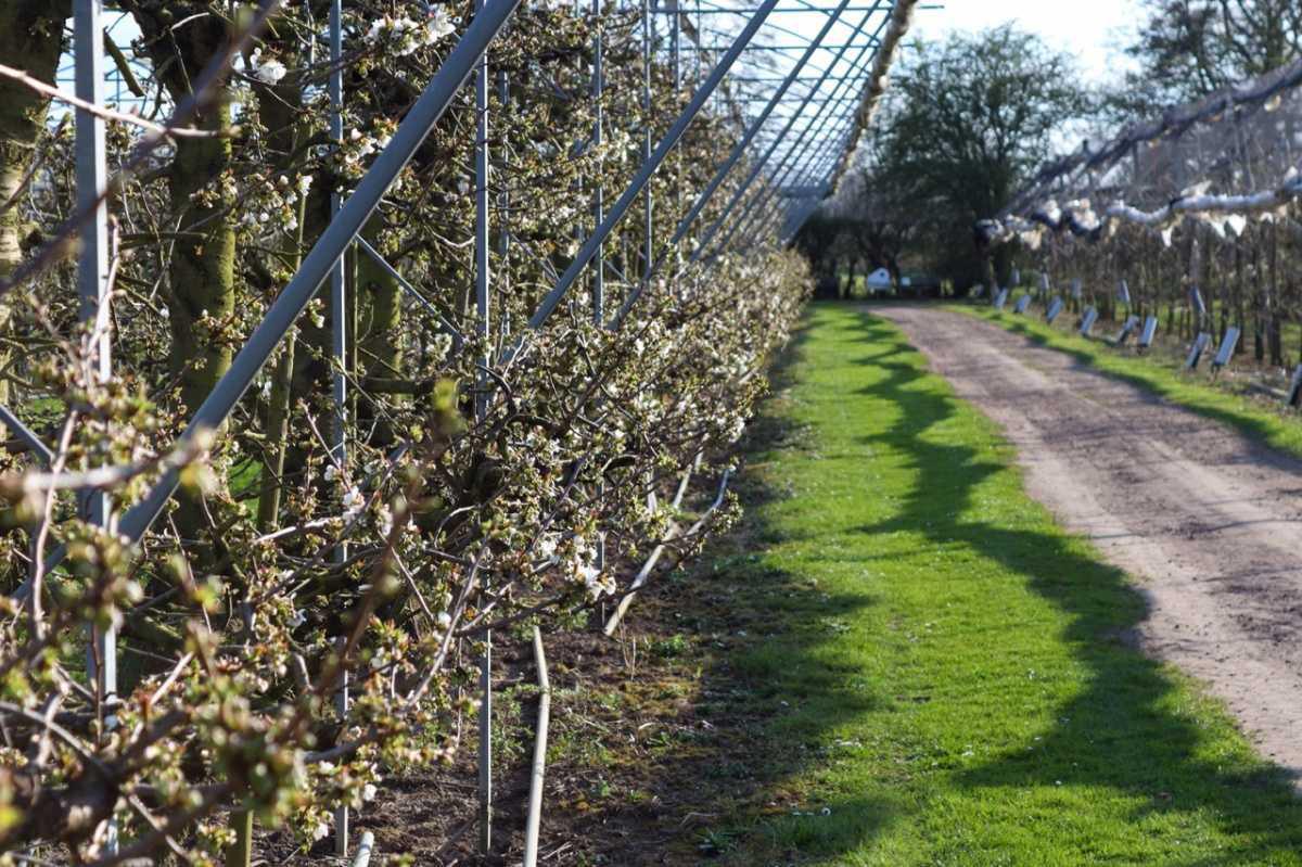 Update uit de boomgaard 🌸 Update uit de boomgaard 🌸