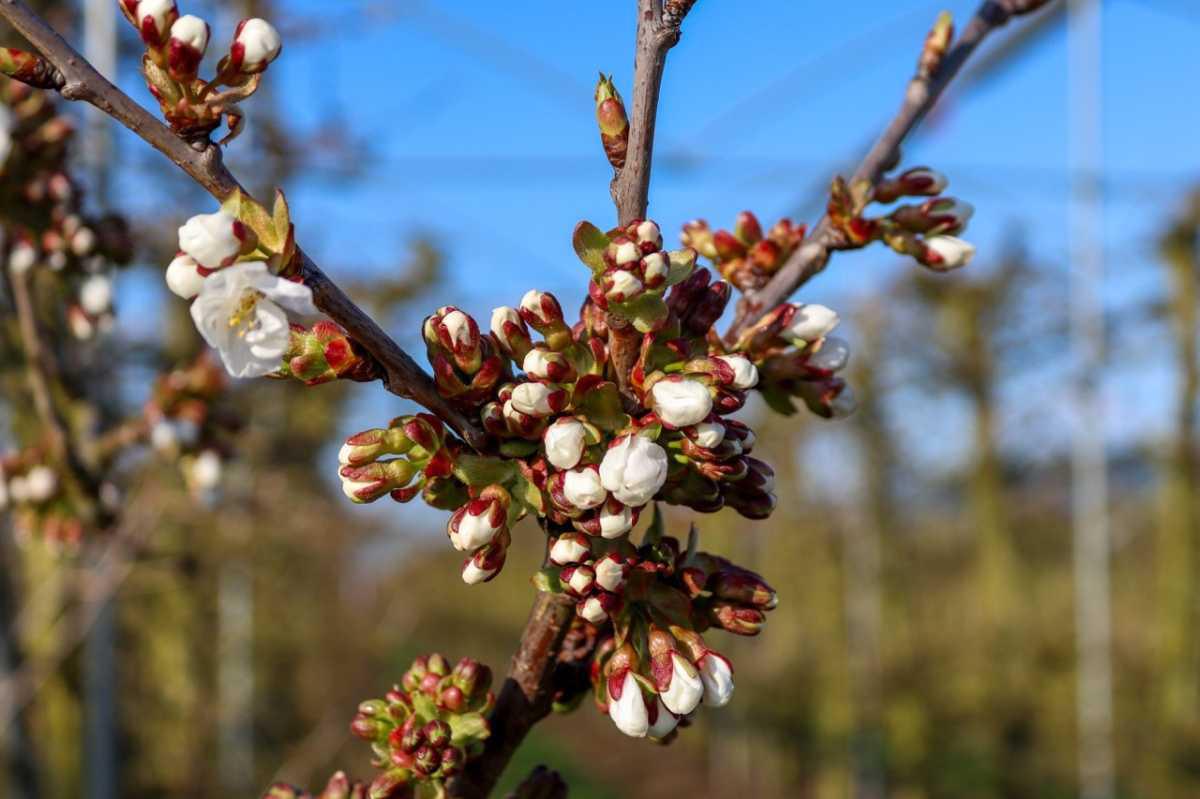 Update uit de boomgaard 🌸 Update uit de boomgaard 🌸