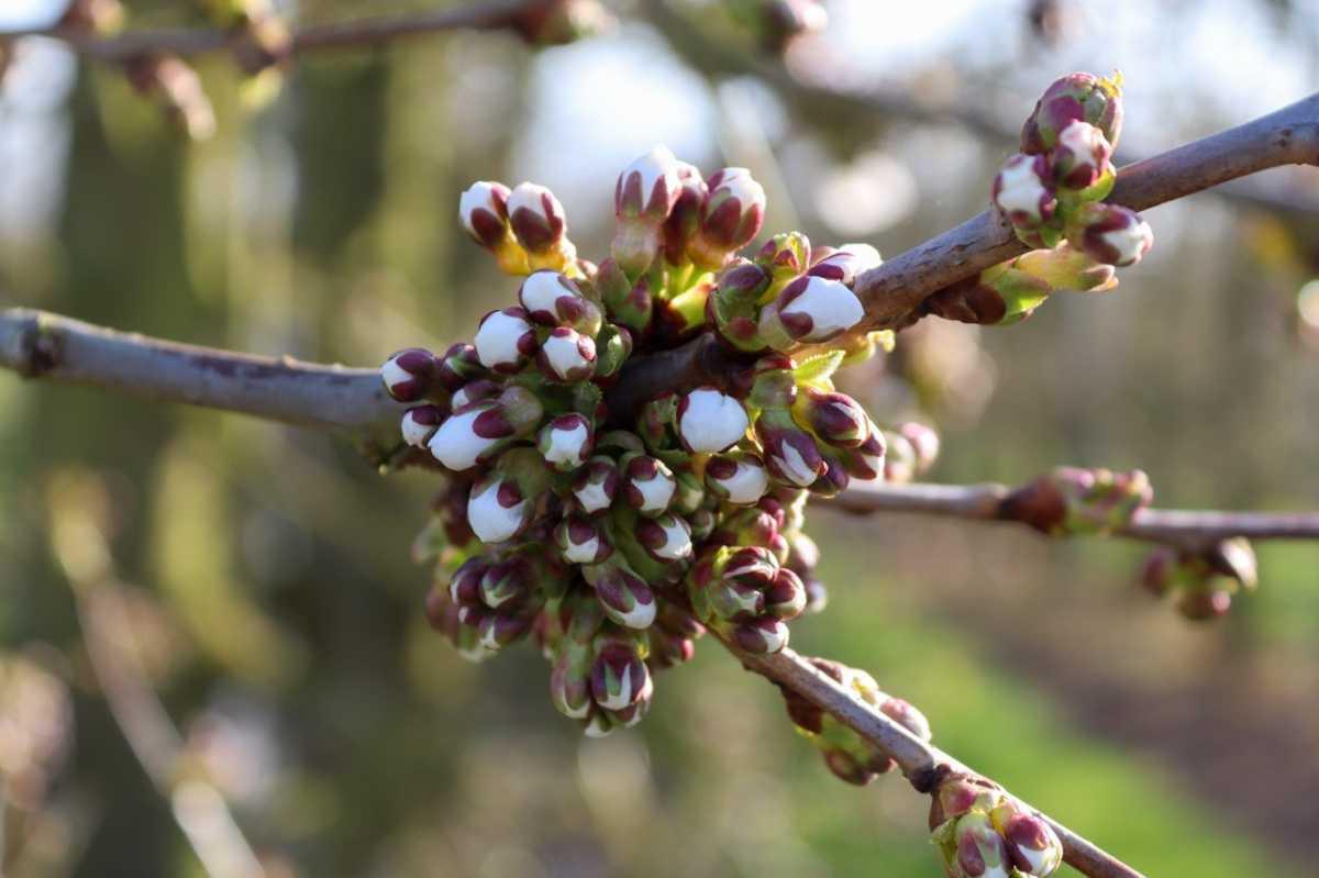 Update uit de boomgaard 🌸 Update uit de boomgaard 🌸