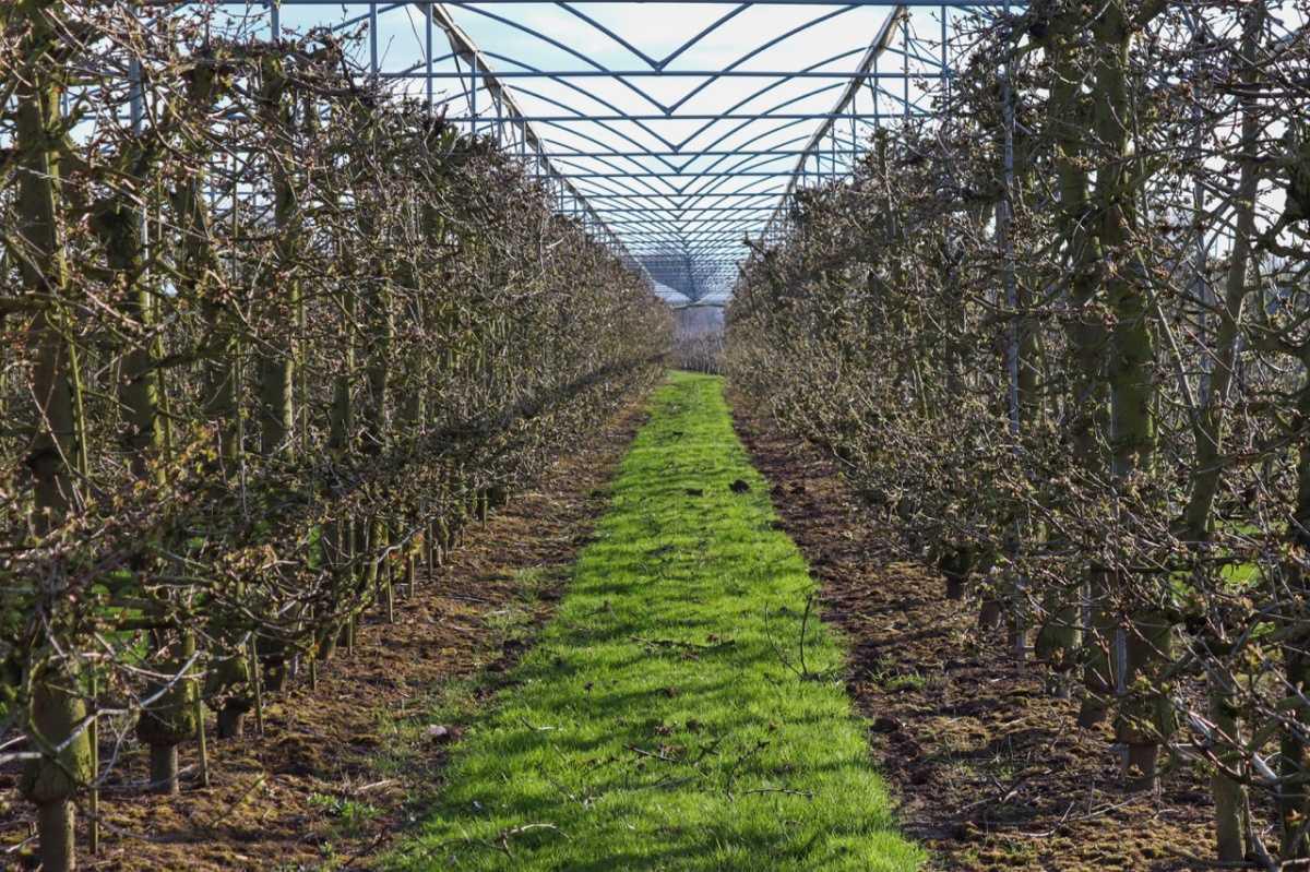 Update uit de boomgaard 🌸 Update uit de boomgaard 🌸