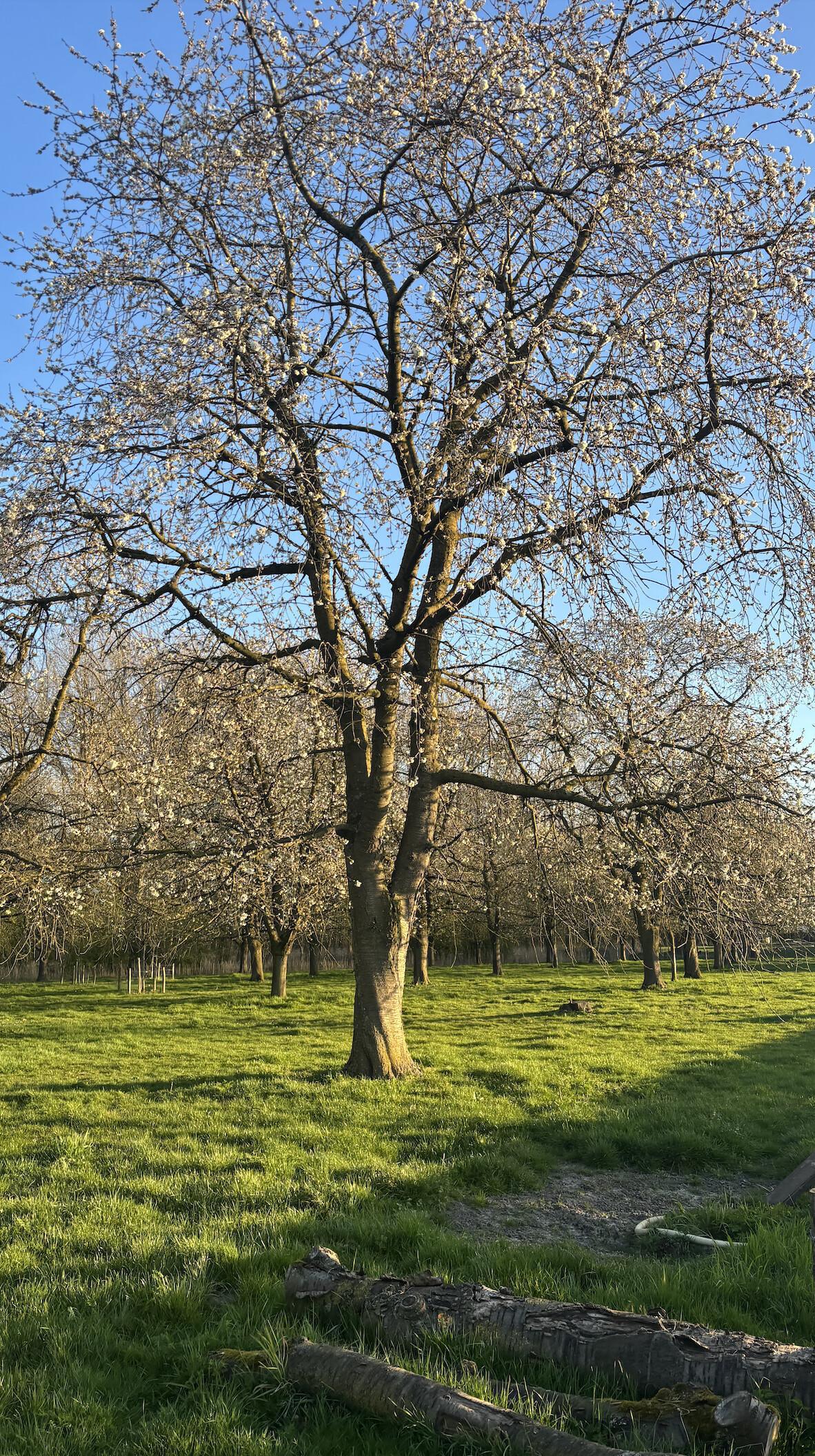 Locatietip voor mooie bloesemfoto's!📍📸 Locatietip voor mooie bloesemfoto's!📍📸