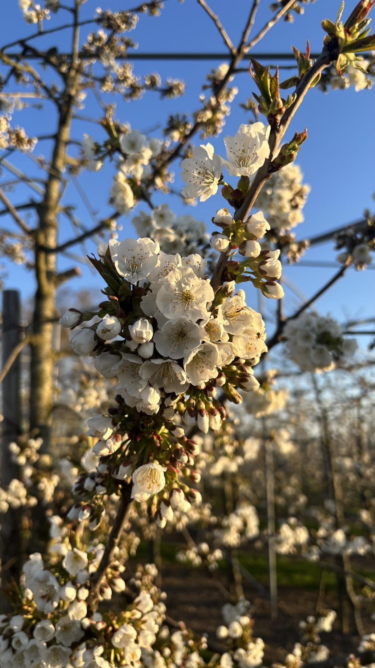 Update uit de boomgaard 🌸☀️
