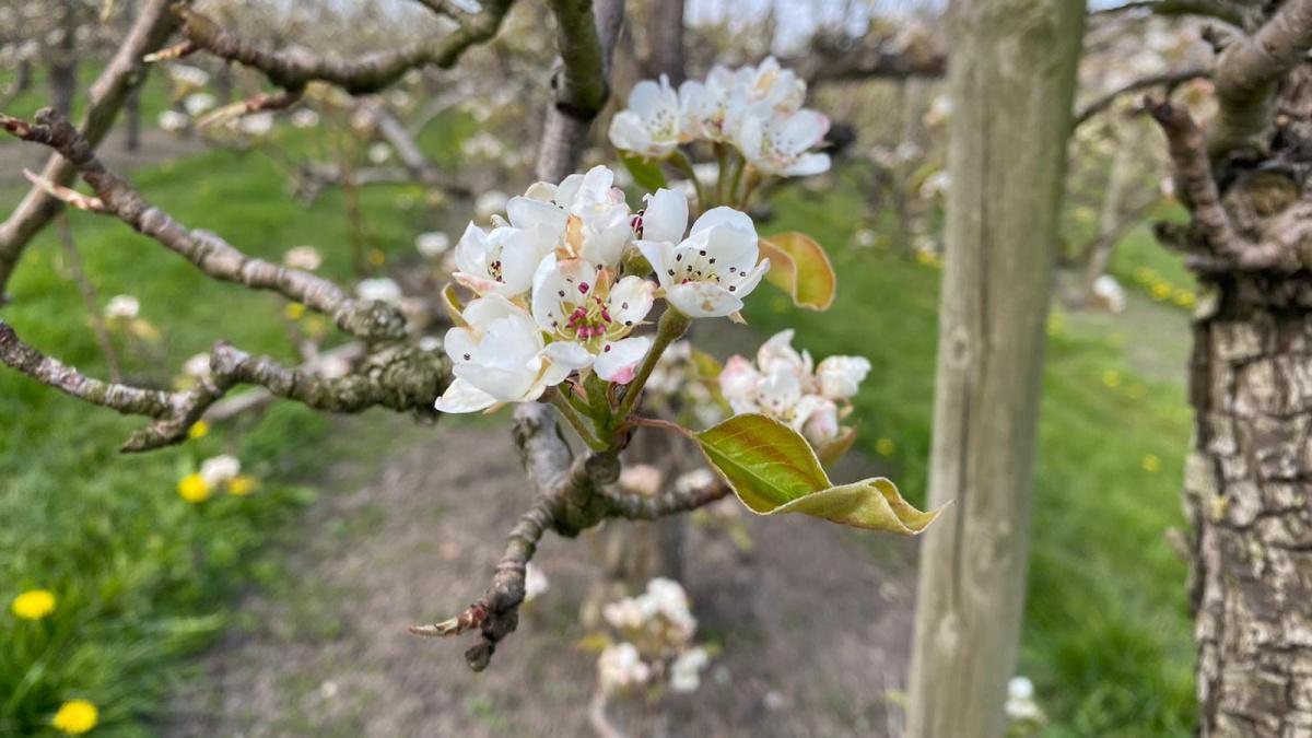 Update uit de boomgaard 🌸☀️