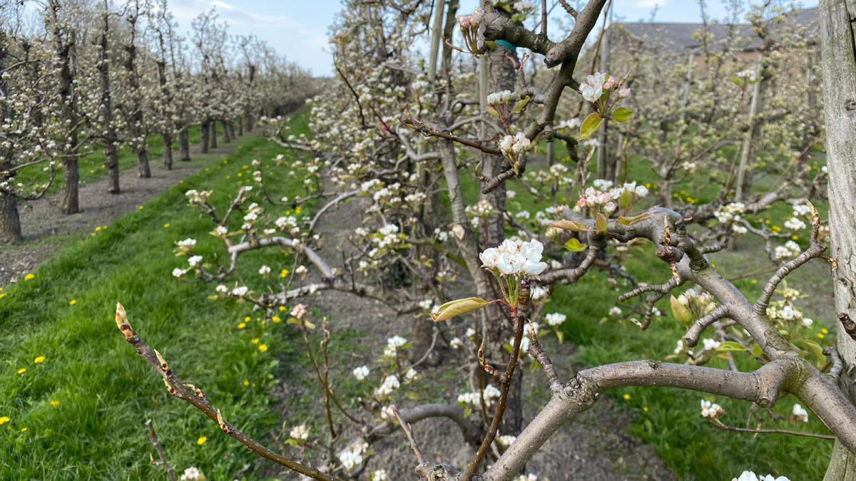 Update uit de boomgaard 🌸☀️