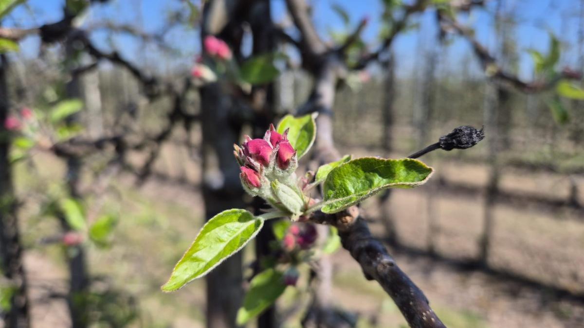 Update uit de boomgaard 🌸☀️