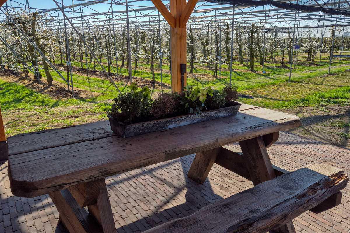 Leuke bloesemuitjes voor je uitgelicht🌸🚲 Leuke bloesemuitjes voor je uitgelicht🌸🚲