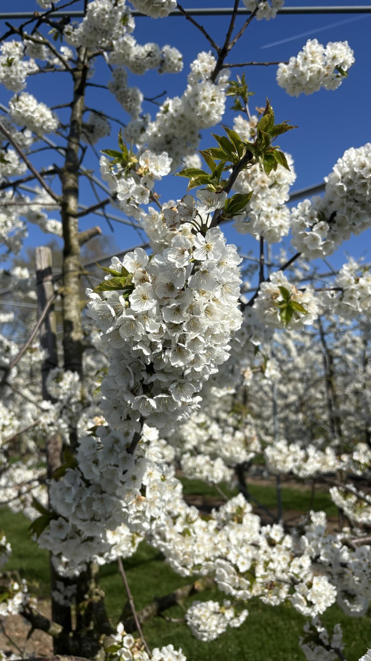 Live uit de boomgaard (met video’s)!🌸📸