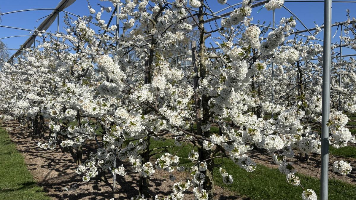 Live uit de boomgaard (met video’s)!🌸📸