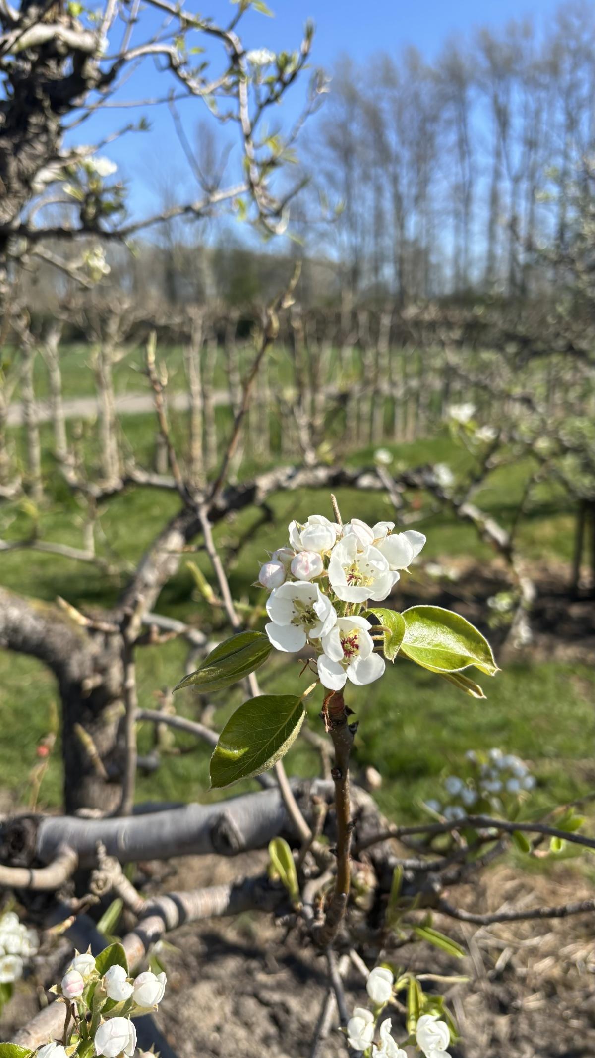 Live uit de boomgaard (met video’s)!🌸📸