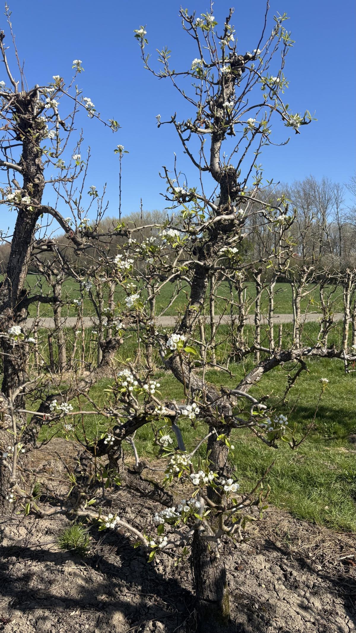 Live uit de boomgaard (met video’s)!🌸📸