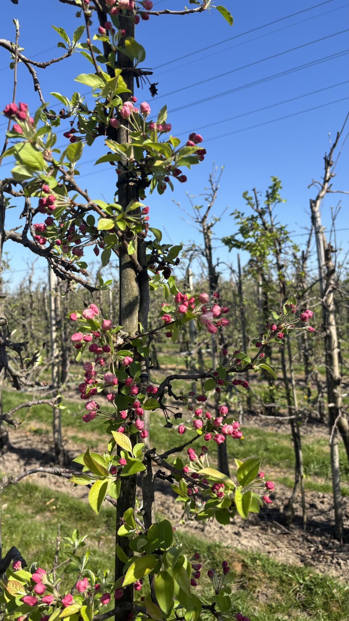 Live uit de boomgaard (met video’s)!🌸📸