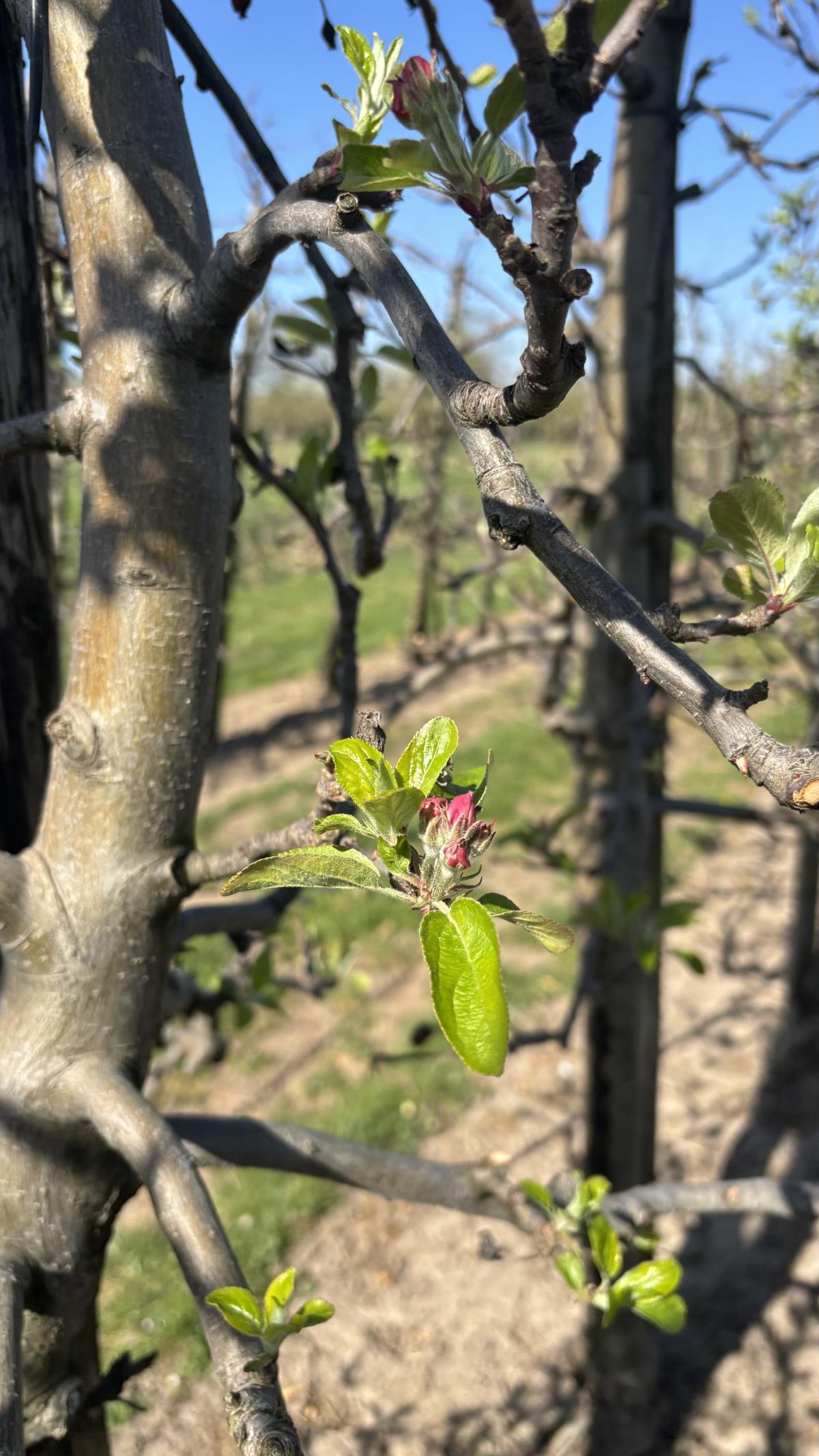 Live uit de boomgaard (met video’s)!🌸📸