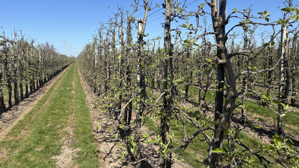Live uit de boomgaard (met video’s)!🌸📸