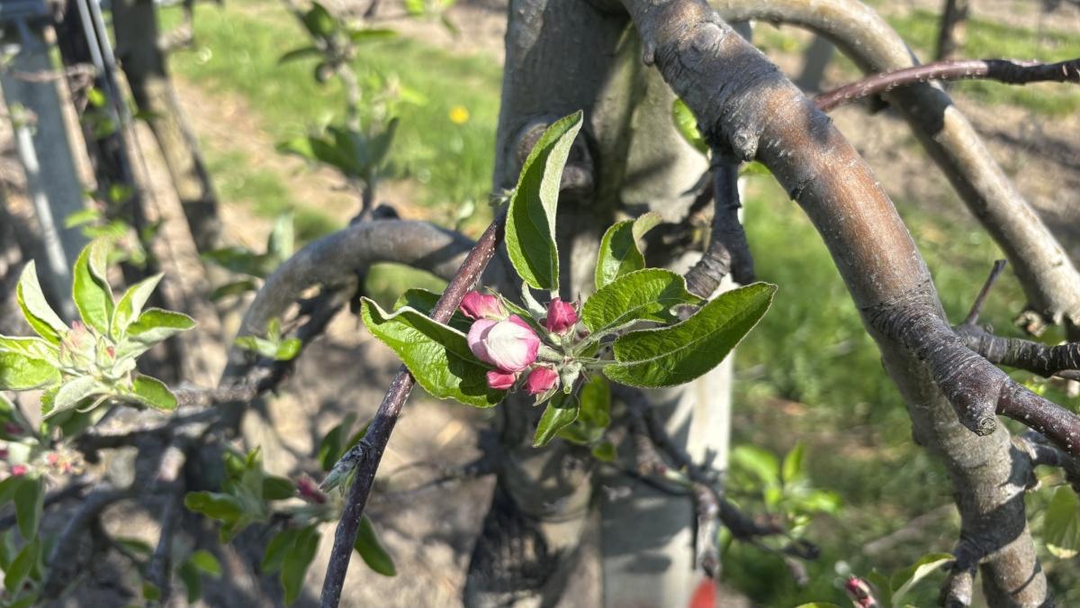 Live uit de boomgaard (met video’s)!🌸📸