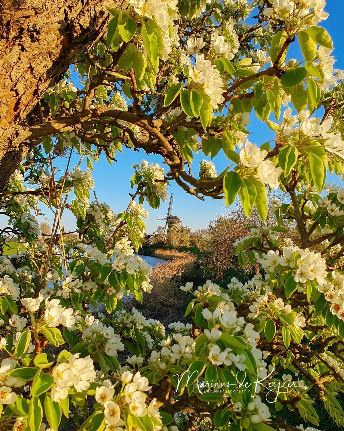 Terugblik op een heerlijk bloesemweekend (incl. bloesemstand)! 🌸☀️