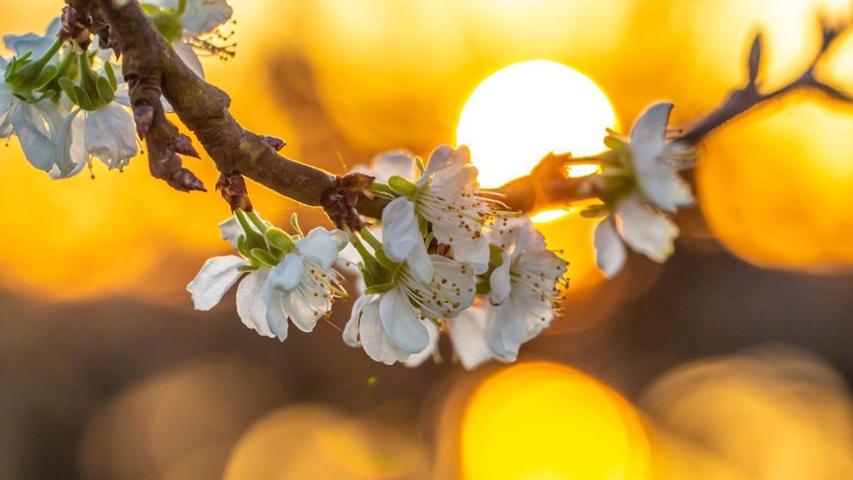 Terugblik op een heerlijk bloesemweekend (incl. bloesemstand)! 🌸☀️
