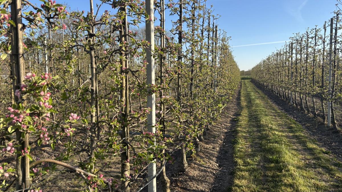 Bloesemalert! Eerste appelbloesem gespot (met video en actuele bloesemstand) 🌸 Bloesemalert! Eerste appelbloesem gespot (met video en actuele bloesemstand) 🌸
