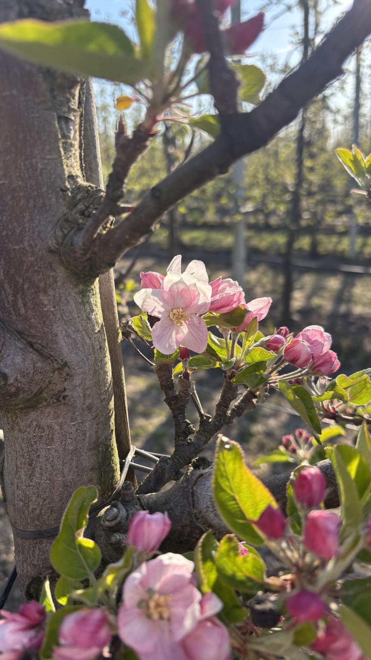 Bloesemalert! Eerste appelbloesem gespot (met video en actuele bloesemstand) 🌸 Bloesemalert! Eerste appelbloesem gespot (met video en actuele bloesemstand) 🌸