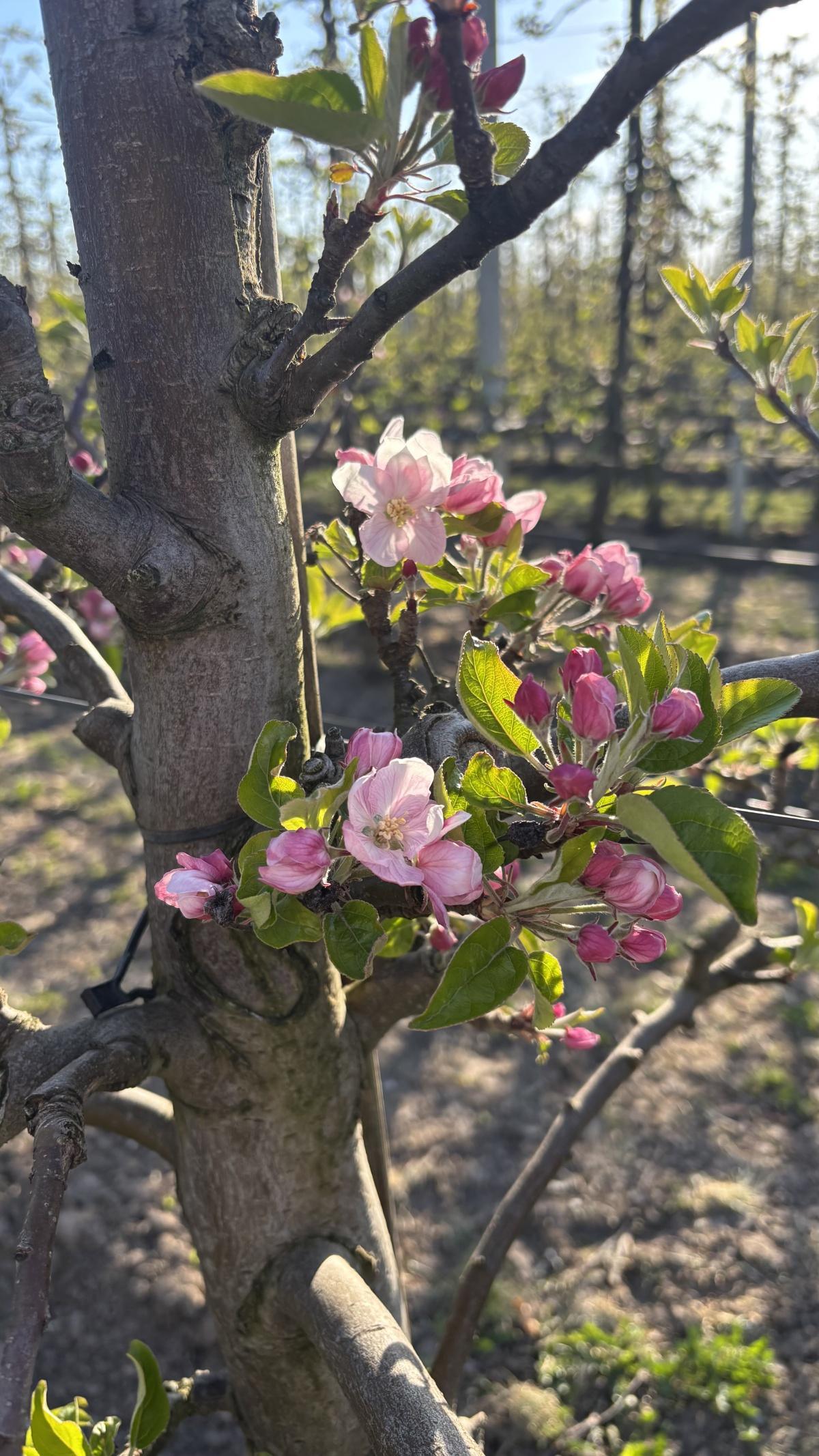 Eerste appelbloesem gespot (met video en actuele bloesemstand) 🌸