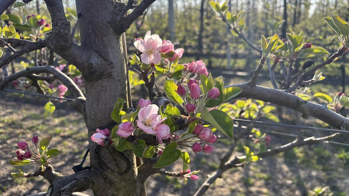 Eerste appelbloesem gespot (met video en actuele bloesemstand) 🌸