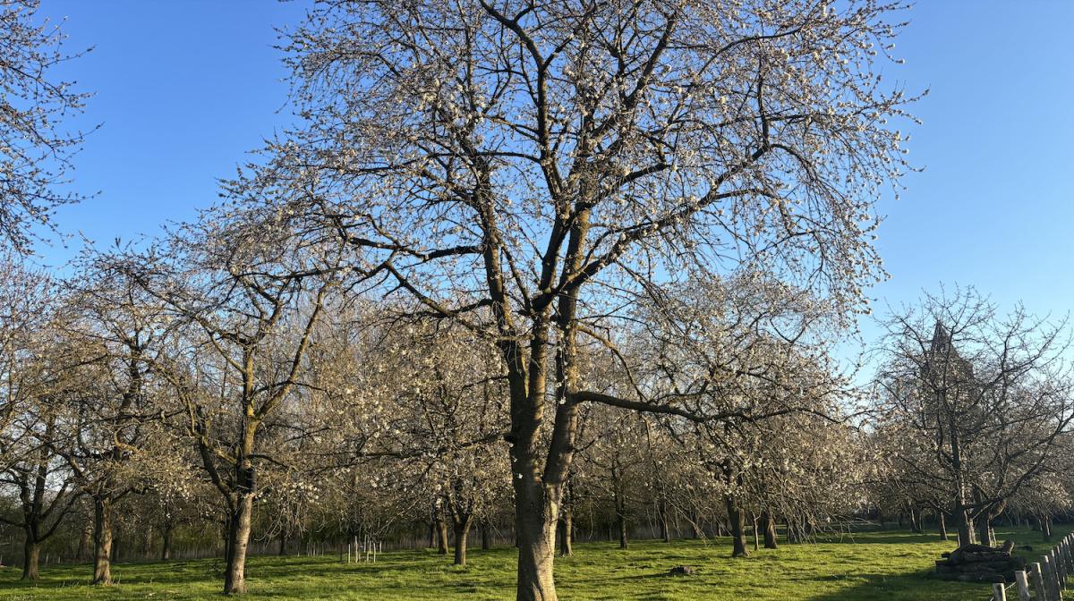 Getipt door locals: locaties📍 om bloesem te zien!🌸