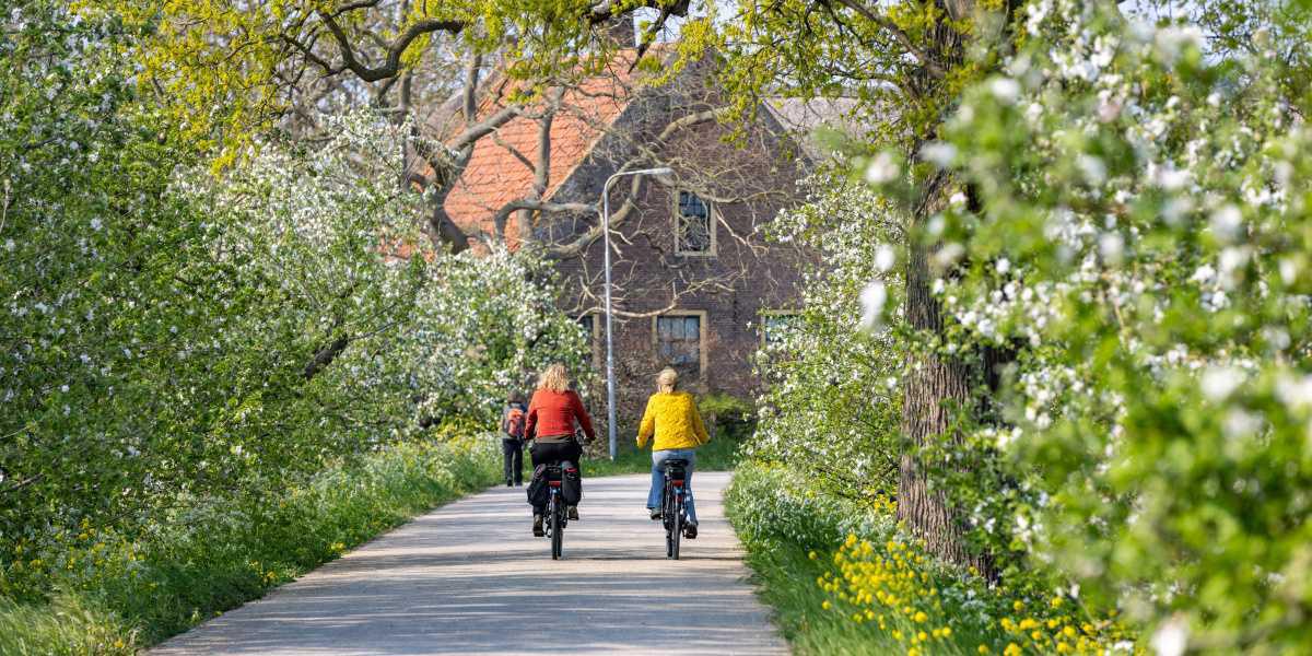 Getipt door locals: locaties📍 om bloesem te zien!🌸