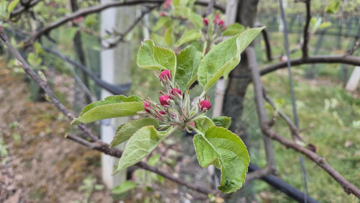 Update uit de boomgaard: Laatste snoei vóór de bloei 🌸🍎