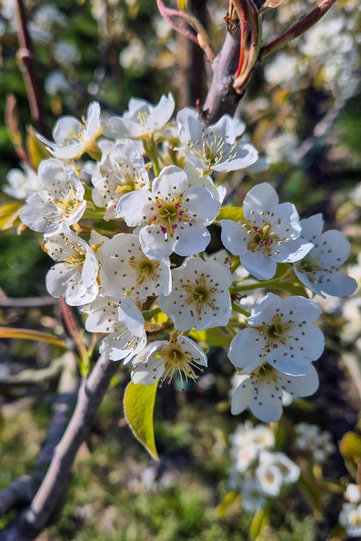 Perenbloesem in volle glorie