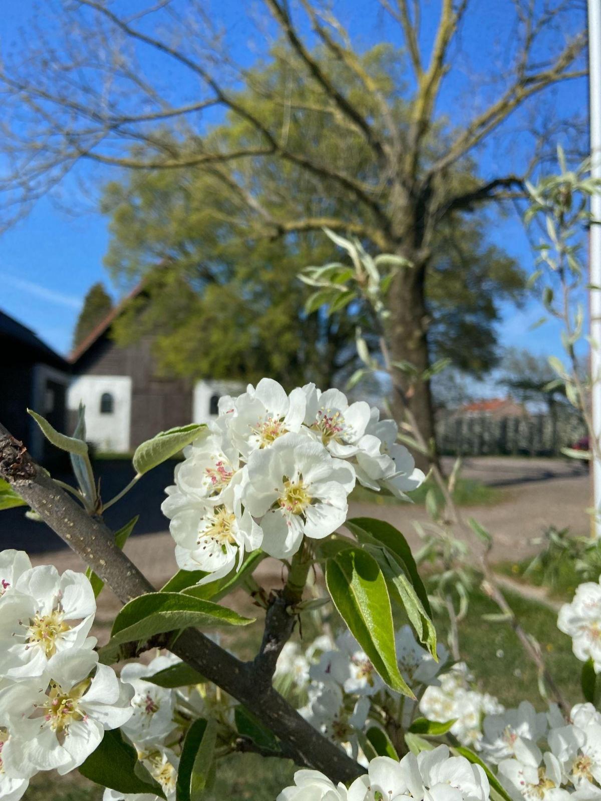Perenbloesem in volle glorie
