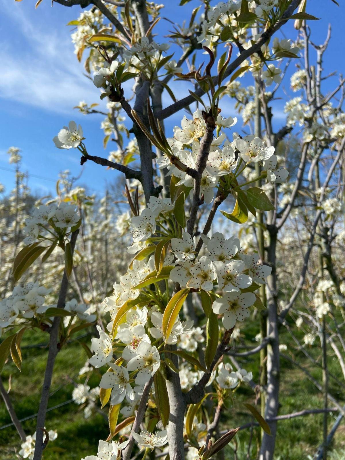 Perenbloesem in volle glorie