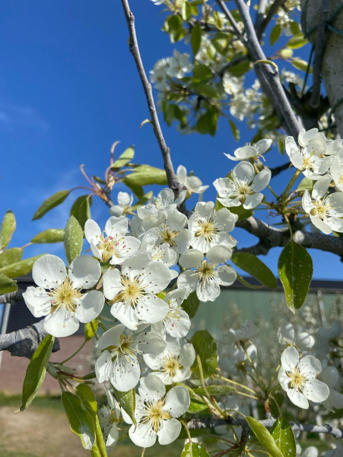 Perenbloesem in volle glorie