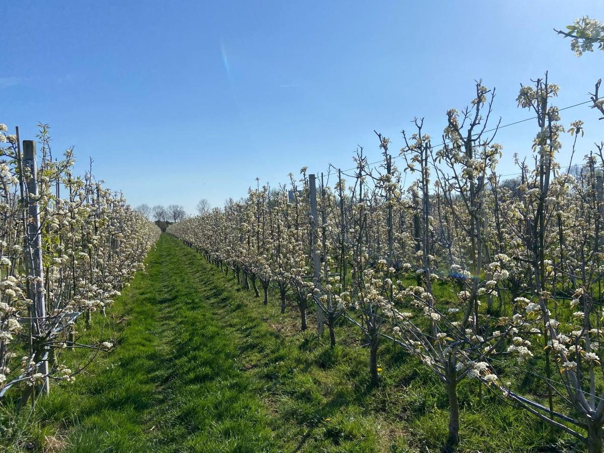 Perenbloesem in volle glorie