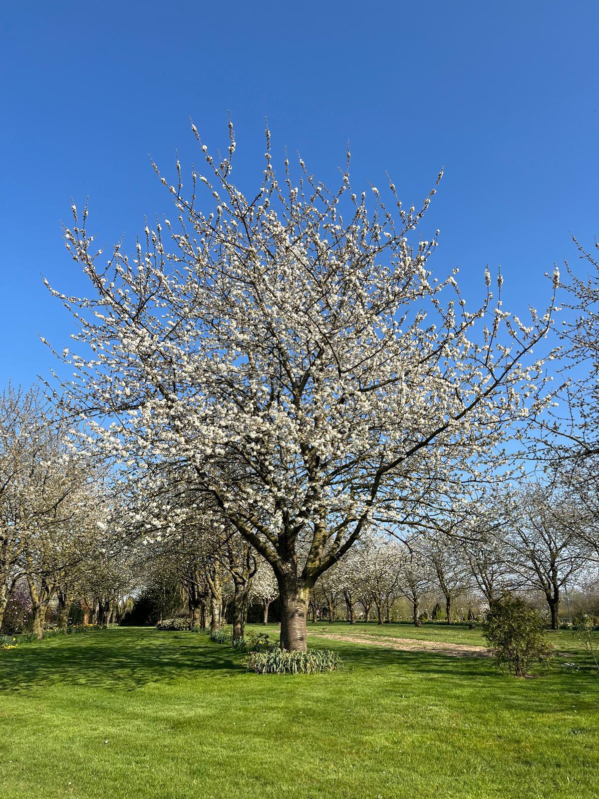 Bloesem spotten?🌸 Wacht niet te lang met het plannen van jouw bezoek!