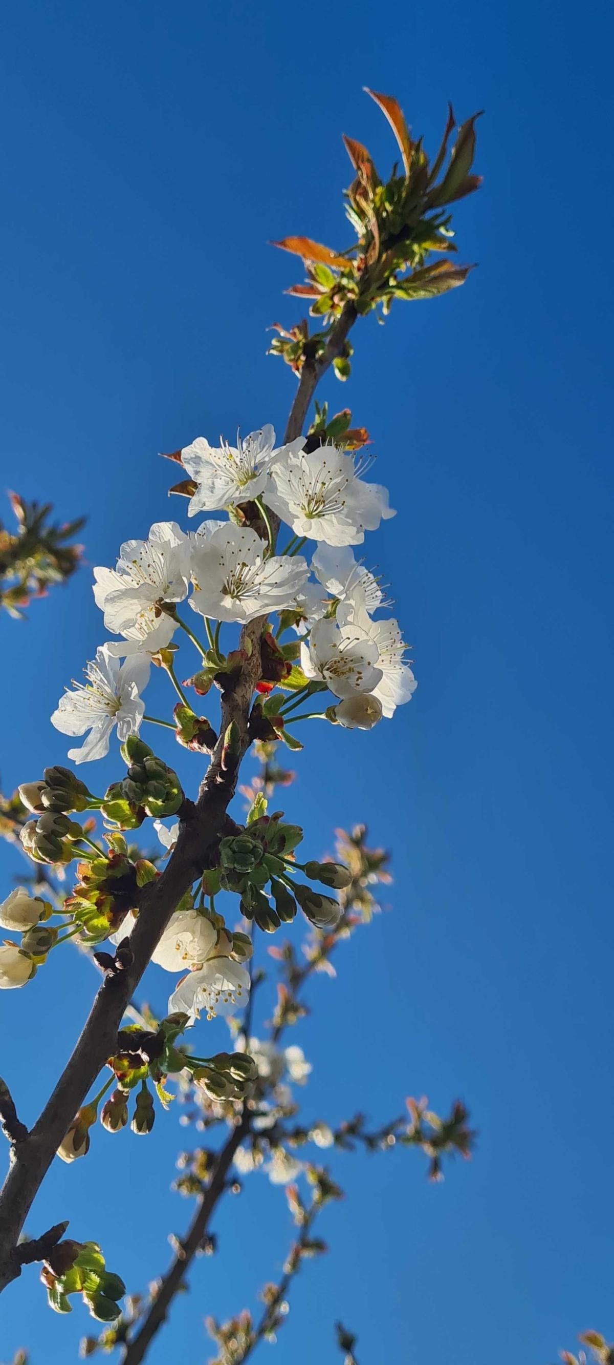 Bloesem spotten?🌸 Wacht niet te lang met het plannen van jouw bezoek!